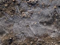 Federförmige Eiskristalle an einer Pfütze